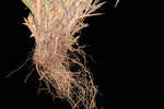 Hemlock rosette grass